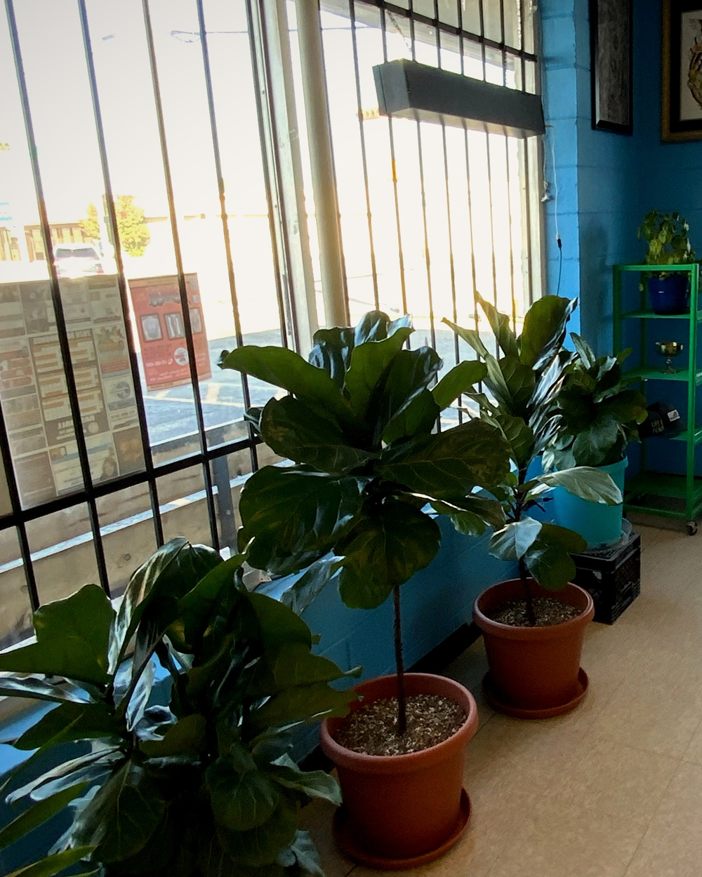The sunlit front entrance with fiddle-leaf fig plants against teal walls